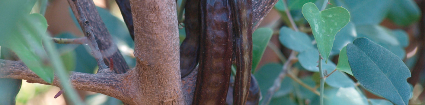 Carob, the sweet secret of nature