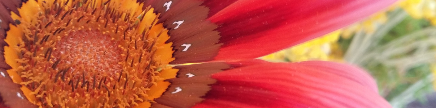 7 Natural Air Fresheners